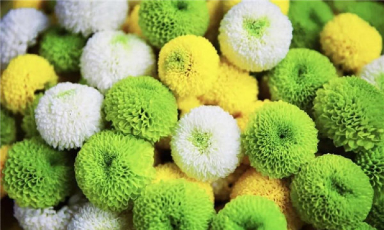 永吉一团球菊，一捧秋意