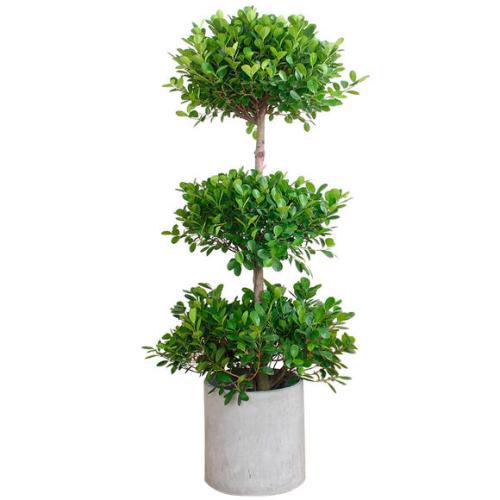 永吉绿植缺肥有什么表现呢？