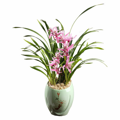 永吉室内花卉养植八大原则