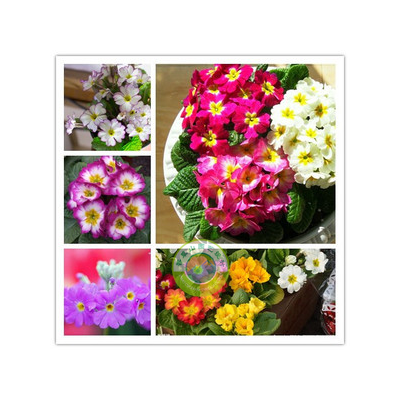 永吉报春花