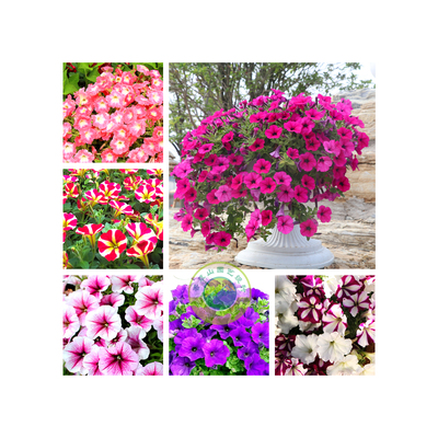 永吉牵牛花