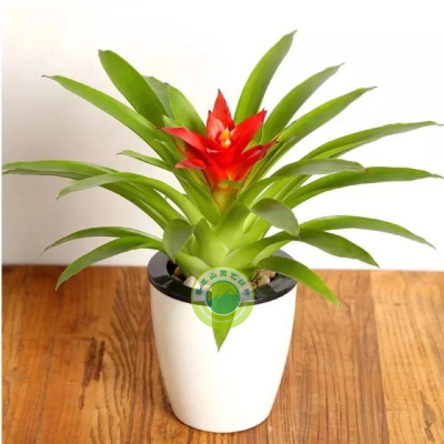 永吉火炬花