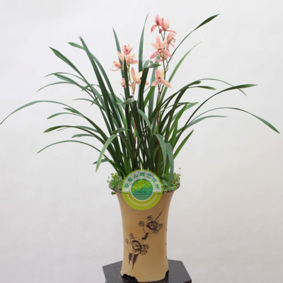 永吉兰花
