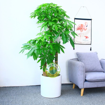 永吉发财树