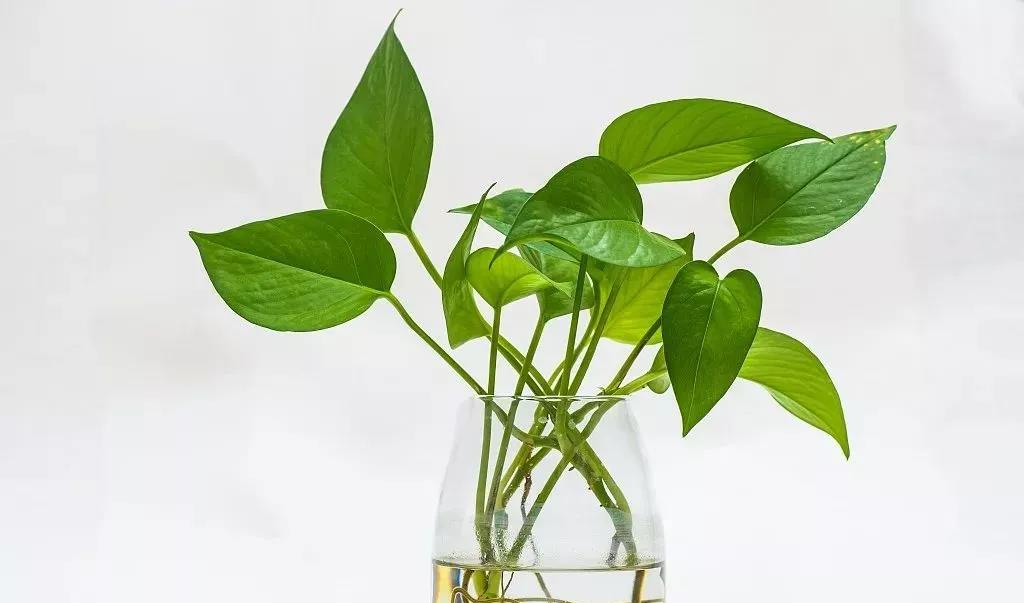 永吉香草山绿植课堂丨是什么让绿萝变枯萎？解析绿萝种植常见误区