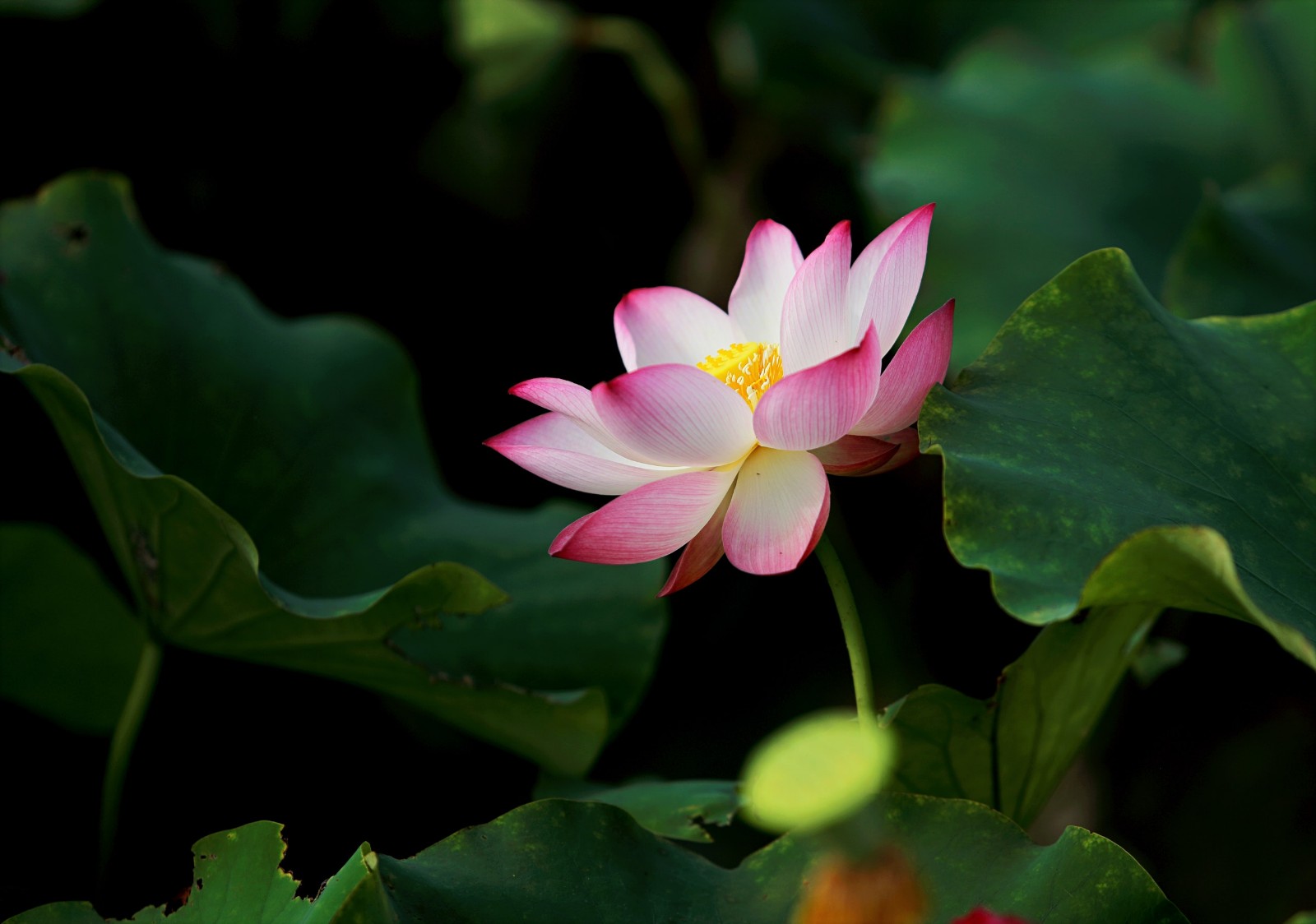 香草山丨室内花卉绿植租摆价格？成都香草山园艺为您提供解决方案